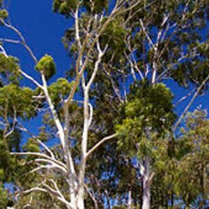 Eucalyptus Citriodora
