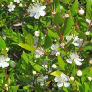 Myrtle