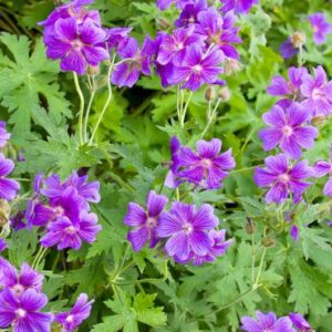 Geranium
