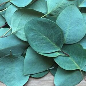 Eukalyptus Pebermynte