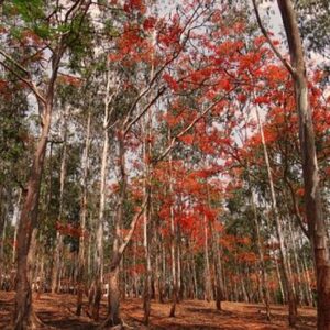 Eukalyptus Staigeriana