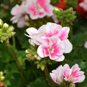 Rose geranium