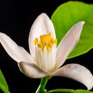 Neroli lys