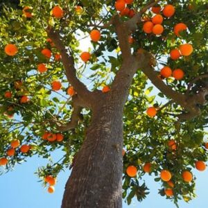Orange s d