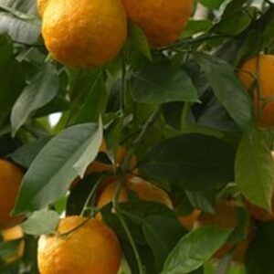 Orange 5 fold