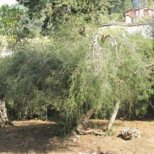 Tea tree