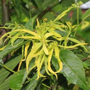 Ylang ylang